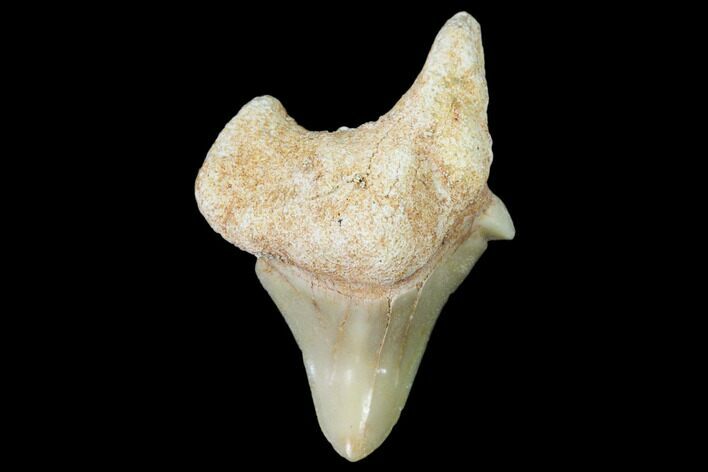 Pathological Fossil Shark (Otodus) Tooth - Morocco #108276